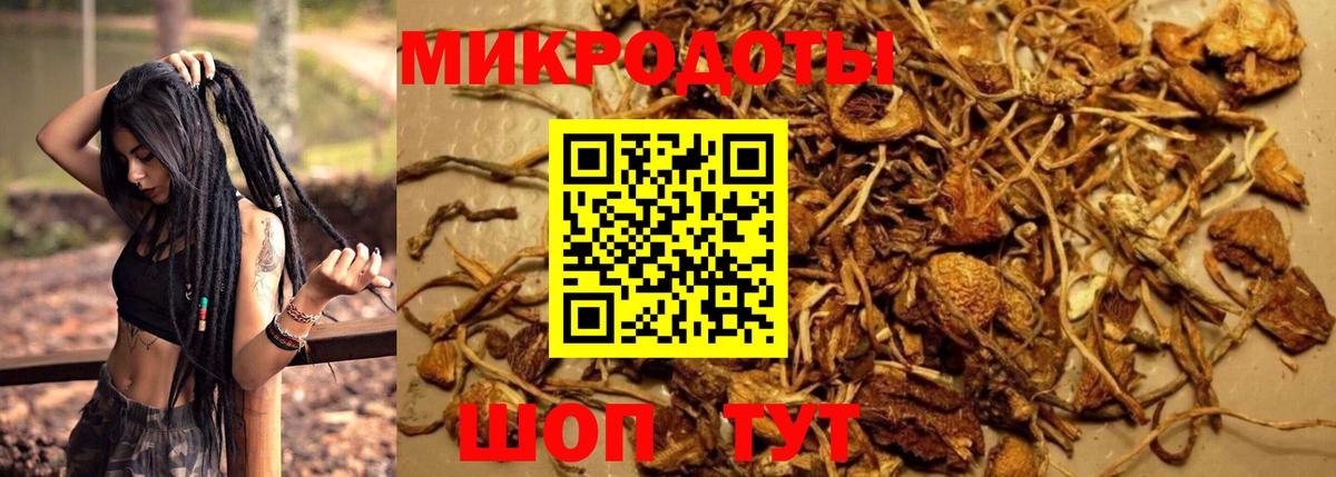 Псилоцибиновые грибы Psilocybe Протвино